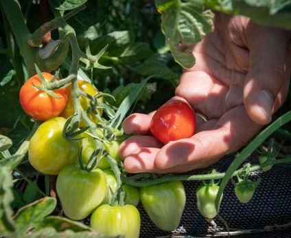 Esperienza Gourmet a Lazise: Cena Degustazione e Wine Pairing in Wine Relais 7